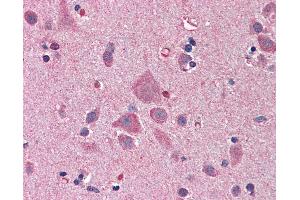 Anti-NDN / Necdin antibody IHC of human brain, cortex. (NDN Antikörper  (AA 222-322))