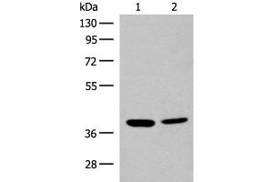 Western blot analysis of K562 and HEPG2 cell lysates using MRM1 Polyclonal Antibody at dilution of 1:400