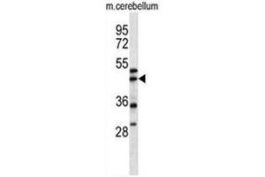 ACTR1A Antibody (Center) western blot analysis in mouse cerebellum tissue lysates (35µg/lane). (ACTR1A Antikörper  (Middle Region))