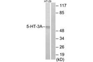 Western blot analysis of extracts from HT-29 cells, using 5-HT-3A Antibody. (Serotonin Receptor 3A Antikörper  (AA 161-210))