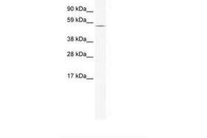 Image no. 1 for anti-Homeobox and Leucine Zipper Encoding (HOMEZ) (AA 141-190) antibody (ABIN202703) (HOMEZ Antikörper  (AA 141-190))