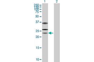 Western Blot analysis of USP53 expression in transfected 293T cell line by USP53 MaxPab polyclonal antibody.