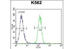 FOXI3 Antibody (Center) (ABIN655439 and ABIN2844973) flow cytometric analysis of K562 cells (right histogram) compared to a negative control cell (left histogram). (FOXI3 Antikörper  (AA 157-186))