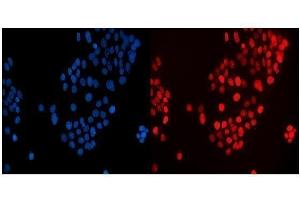 IF analysis of MAFF using anti-MAFF antibody (ABIN7599317). (MafF Antikörper  (AA 1-37))