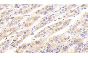 Detection of GAL2 in Mouse Stomach Tissue using Polyclonal Antibody to Galectin 2 (GAL2) (Galectin 2 Antikörper  (AA 1-130))