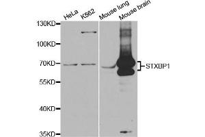 Western Blotting (WB) image for anti-Syntaxin Binding Protein 1 (STXBP1) antibody (ABIN1876608) (STXBP1 Antikörper)