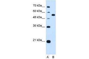 LMAN1 antibody used at 1. (LMAN1 Antikörper  (Middle Region))