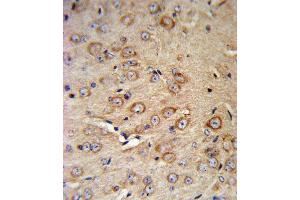 CRHR2 Antibody IHC analysis in formalin fixed and paraffin embedded mouse brain tissue followed by peroxidase conjugation of the secondary antibody and DAB staining. (CRHR2 Antikörper  (N-Term))
