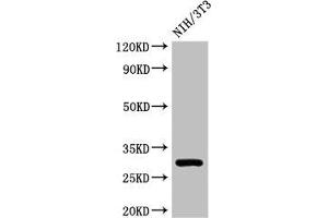 Western Blot Positive WB detected in: NIH/3T3 whole cell lysate All lanes: HLA-DQB1 antibody at 3 μg/mL Secondary Goat polyclonal to rabbit IgG at 1/50000 dilution Predicted band size: 30 kDa Observed band size: 30 kDa (HLA-DQB1 Antikörper  (AA 128-175))