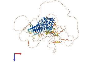 FNIP2 Protein (AA 1-1114) (His tag)
