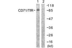 Western blot analysis of extracts from 293 cells, treated with PMA 125ng/ml 30' , using CD71/TfR (Ab-24) Antibody. (Transferrin Receptor Antikörper  (AA 15-64))