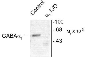 Western blots of mouse forebrain lysates from wild type (Control) and a1-knockout ((1-K/O) animals showing specific immunolabeling of the ~51k a1-subunit of the GABAA-R.