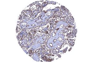 Placenta mature Strong CD141 staining of the surface cell layer of the cytotrophoblast and of endothelial cells CD141 immunohistochemistry. (Rekombinanter Thrombomodulin Antikörper  (AA 69-194))