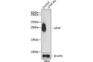 Western blot analysis of extracts from normal (control) and LITAF knockout (KO) HeLa cells using LITAF Polyclonal Antibody at dilution of 1:1000. (LITAF Antikörper)