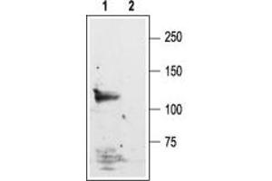 Western blot analysis of rat brain lysate:1. (Glutamate Receptor, Ionotropic, N-Methyl D-Aspartate 1 (GRIN1) Peptid)