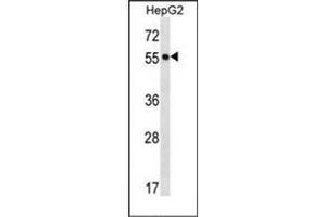 Western blot analysis of POFUT2 Antibody (Center) in HepG2 cell line lysates (35ug/lane). (POFUT2 Antikörper  (Middle Region))