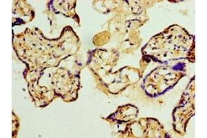 Immunohistochemistry of paraffin-embedded human placenta tissue using ABIN7159637 at dilution of 1:100