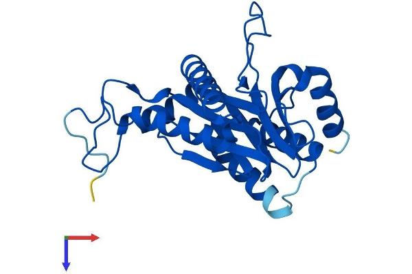 PSMA6 Protein (AA 1-246) (His tag)