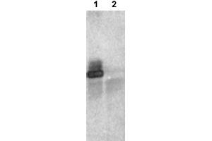 Image no. 2 for anti-Ring Finger Protein 25 (RNF25) (C-Term) antibody (ABIN401373) (RNF25 Antikörper  (C-Term))