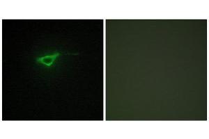 Immunofluorescence (IF) image for anti-Collagen, Type X, alpha 1 (COL10A1) (C-Term) antibody (ABIN1850314) (COL10A1 Antikörper  (C-Term))