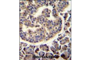 TRIM72 Antibody immunohistochemistry analysis in formalin fixed and paraffin embedded human pancreas tissue followed by peroxidase conjugation of the secondary antibody and DAB staining. (TRIM72 Antikörper  (C-Term))