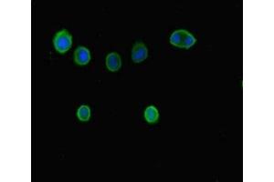 Immunofluorescent analysis of MCF-7 cells using ABIN7145816 at dilution of 1:100 and Alexa Fluor 488-congugated AffiniPure Goat Anti-Rabbit IgG(H+L) (BRD7 Antikörper  (AA 601-651))