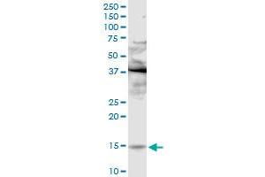 PLA2G2E MaxPab rabbit polyclonal antibody. (PLA2G2E Antikörper  (AA 1-142))