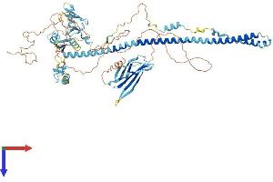 TRIM42 Protein (AA 1-723) (His tag)