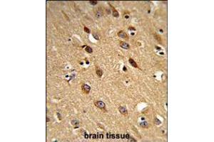 Formalin-fixed and paraffin-embedded human brain reacted with PISD Antibody , which was peroxidase-conjugated to the secondary antibody, followed by DAB staining. (PISD Antikörper  (AA 223-250))