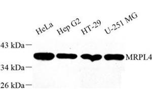 Western blot analysis of MRPL4 (ABIN7074645) at dilution of 1: 1000
