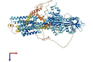 ATP2B2 Protein (AA 1-1198) (His tag)