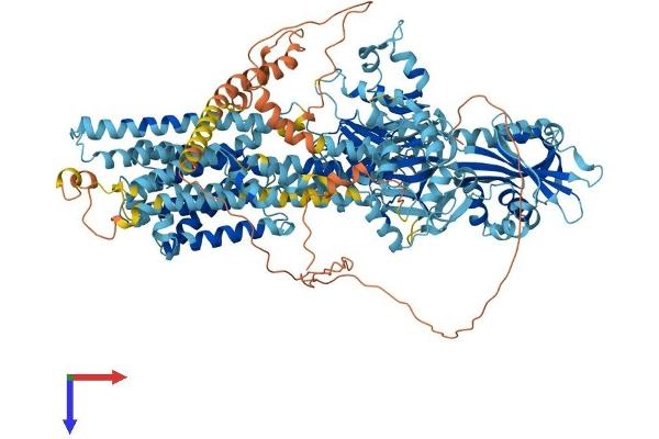 ATP2B2 Protein (AA 1-1198) (His tag)