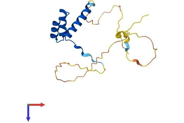 DLX6 Protein (AA 1-175) (His tag)