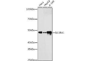 Western blot analysis of extracts of various cell lines, using IL13R antibody (ABIN7267986) at 1:1000 dilution. (IL13 Receptor alpha 1 Antikörper)