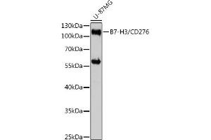 Western blot analysis of extracts of U-87MG cells, using CD276/B7-H3 antibody (ABIN7266182) at 1:3000 dilution. (CD276 Antikörper  (AA 100-200))