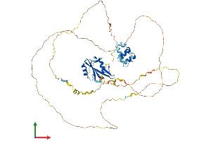 Protein Structure (PS) image for Lymphocyte Cytosolic Protein 2 (SH2 Domain Containing Leukocyte Protein of 76kDa) (LCP2) (AA 1-533) protein (His tag) (ABIN7548951)