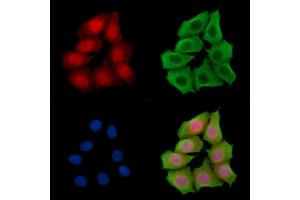 ABIN7095393 and ABIN7099450 staining HepG2 cells by IF/ICC. (FAM83G Antikörper)