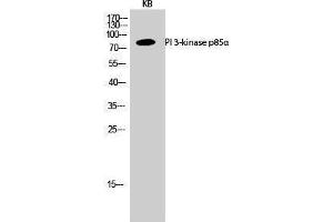Western Blotting (WB) image for anti-Phosphoinositide 3 Kinase, p85 alpha (PI3K p85a) (Internal Region) antibody (ABIN3186430) (PIK3R1 Antikörper  (Internal Region))