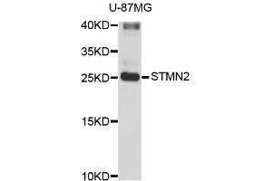 Western blot analysis of extracts of U-87MG cells, using STMN2 antibody (ABIN3049374). (STMN2 Antikörper)