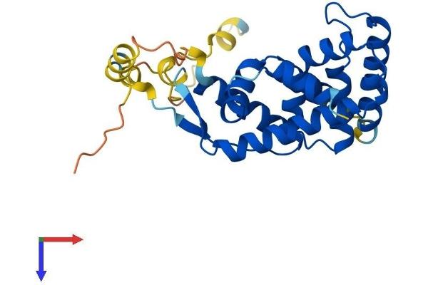 NR0B2 Protein (AA 1-260) (His tag)