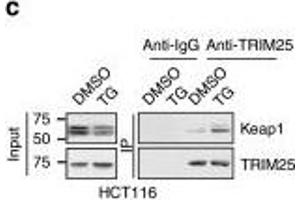 TRIM25 interacts and ubiquitinates Keap1. (TRIM25 Antikörper  (AA 100-400))
