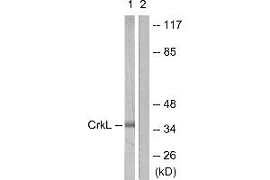 Western blot analysis of extracts from 293 cells, using CrkL (Ab-207) antibody (#B0067, Line 1 and 2). (CrkL Antikörper  (Tyr207))
