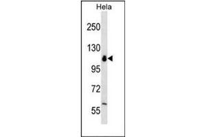 Western blot analysis of POLR1B Antibody (N-term) in Hela cell line lysates (35ug/lane).
