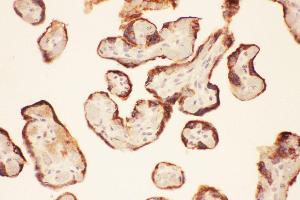 Anti-LIF Picoband antibody,  IHC(P): Human Placenta Tissue (LIF Antikörper  (AA 23-202))