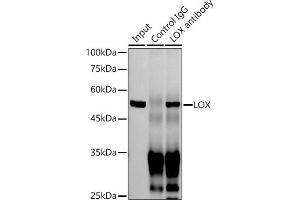 Immunoprecipitation analysis of 300 μg extracts of Jurkat cells using 3 μg LOX antibody (ABIN7268347). (LOX Antikörper)