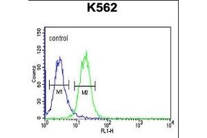 RHBG Antibody (C-term) (ABIN653937 and ABIN2843168) flow cytometric analysis of K562 cells (right histogram) compared to a negative control cell (left histogram). (RHBG Antikörper  (C-Term))