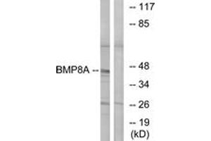 Western blot analysis of extracts from COLO cells, using BMP8A Antibody. (BMP8A Antikörper  (AA 253-302))