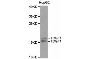 Western blot analysis of extracts of HepG2 cells, using TDGF1 antibody. (TDGF1 Antikörper)