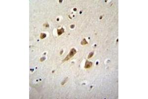 Formalin fixed, paraffin embedded human brain tissue stained NIPSNAP3B Antibody (C-term) Cat. (NIPSNAP3B Antikörper  (C-Term))
