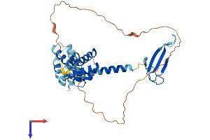 TCEA3 Protein (AA 1-347) (His tag)